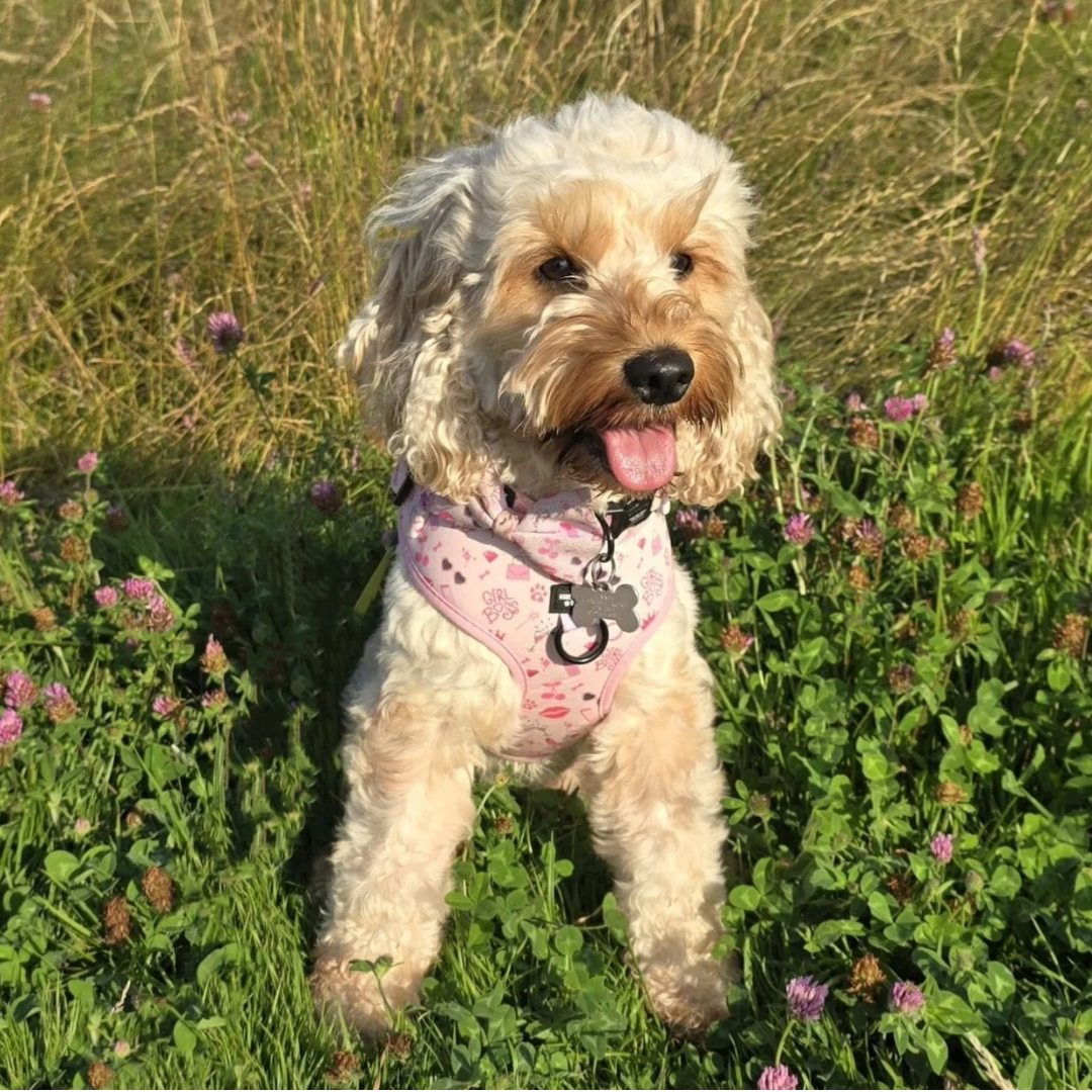 Girl Boss – Adjustable Dog Harness for Small Dogs (No Pull)