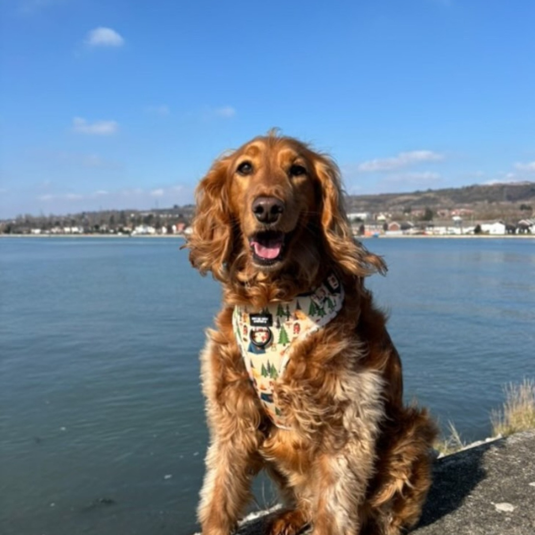 Pups In The Woods – Adjustable Dog Harness for Small Dogs (No Pull)