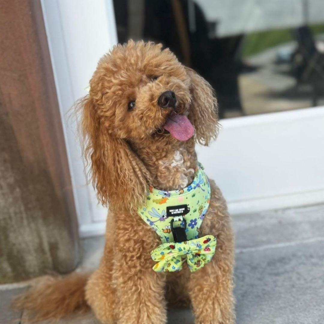 Bugalicious Garden – Adjustable Dog Harness for Small Dogs (No Pull)