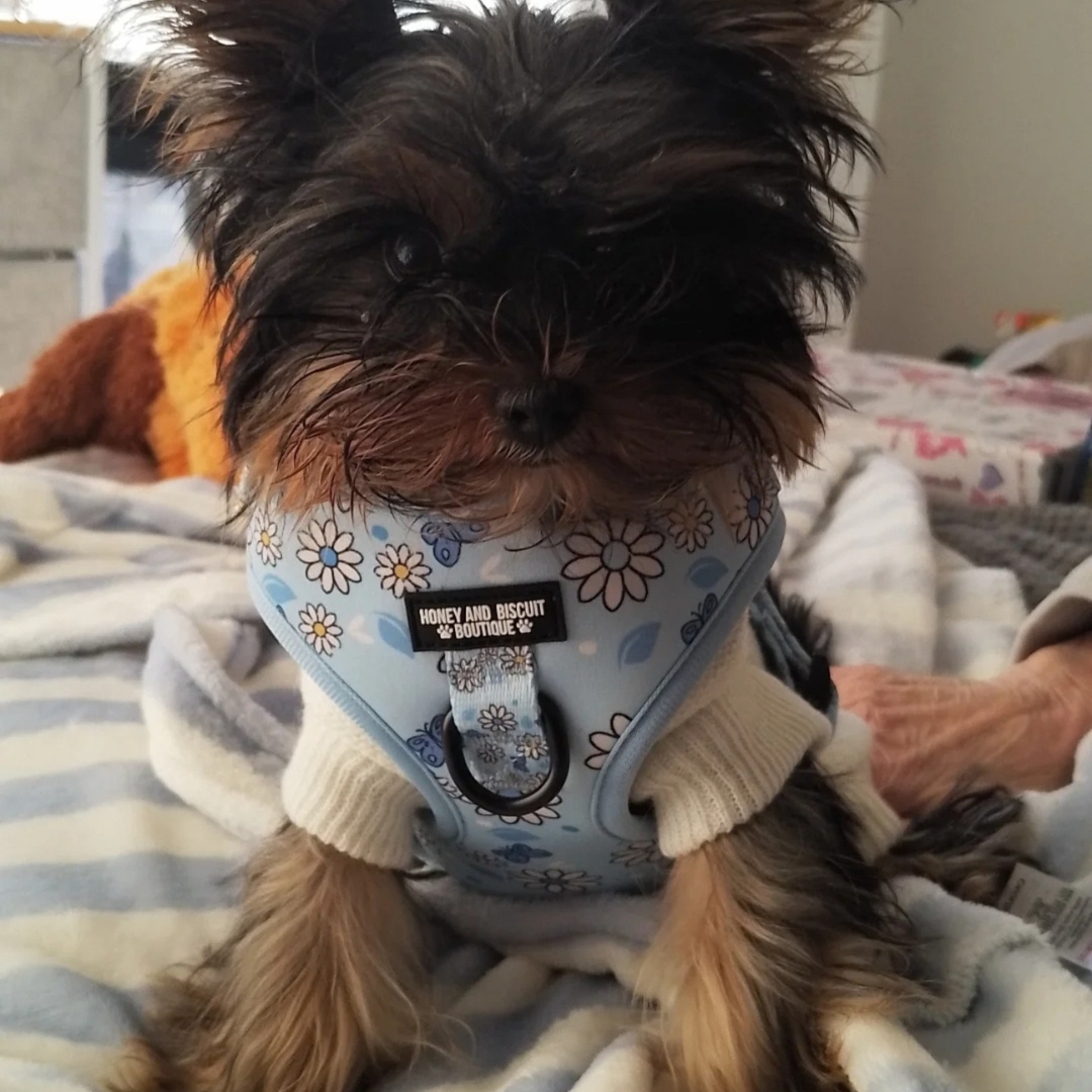 Pups A Daisy Blue – Adjustable Floral Dog Harness for Small Dogs (No Pull)