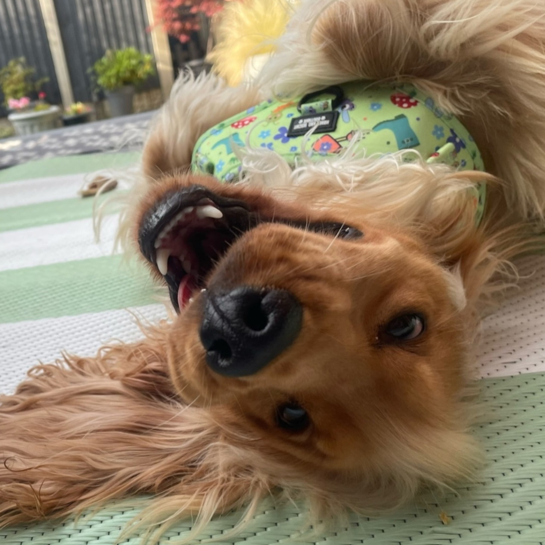 Bugalicious Garden – Adjustable Dog Harness for Small Dogs (No Pull)