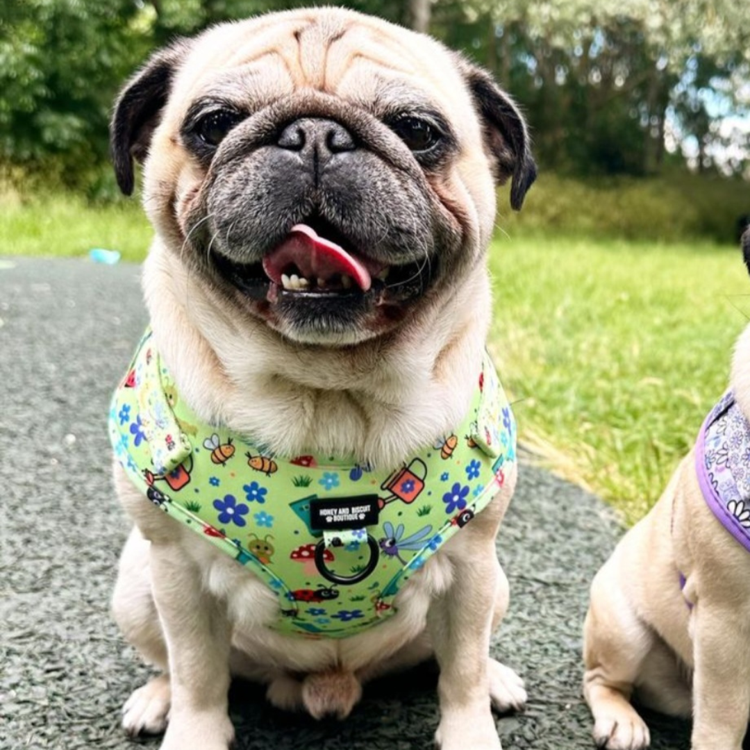 Bugalicious Garden – Adjustable Dog Harness for Small Dogs (No Pull)