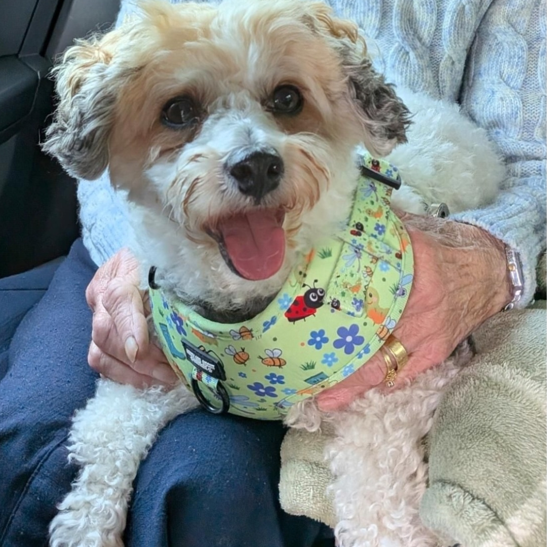 Bugalicious Garden – Adjustable Dog Harness for Small Dogs (No Pull)