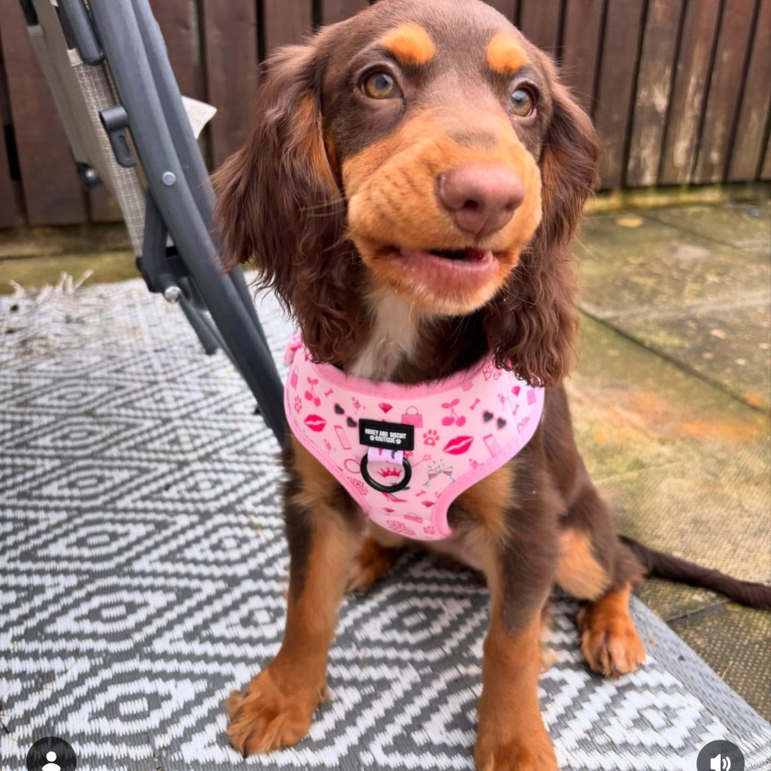 Girl Boss – Adjustable Dog Harness for Small Dogs (No Pull)