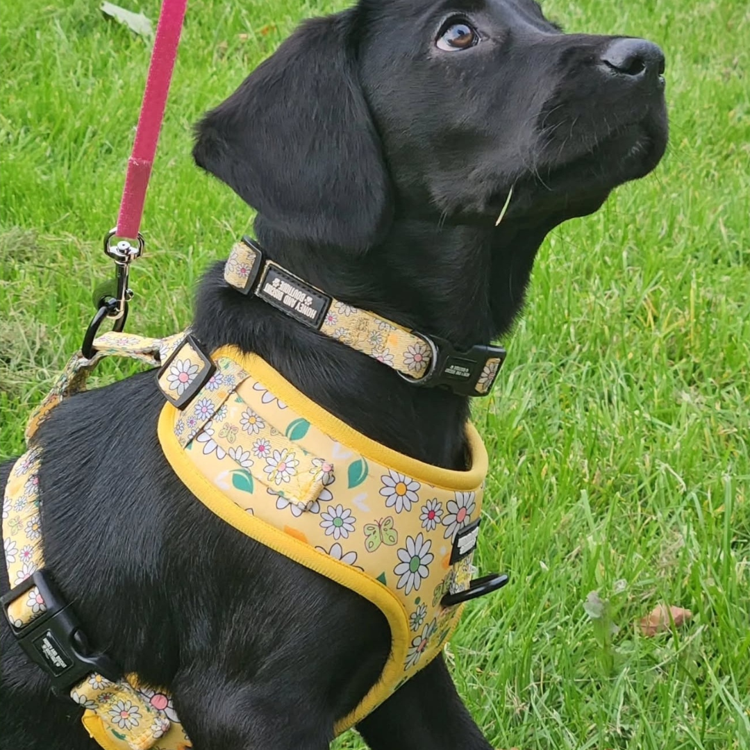 Pups A Daisy Yellow– Adjustable Floral Dog Harness for Small Dogs (No Pull)