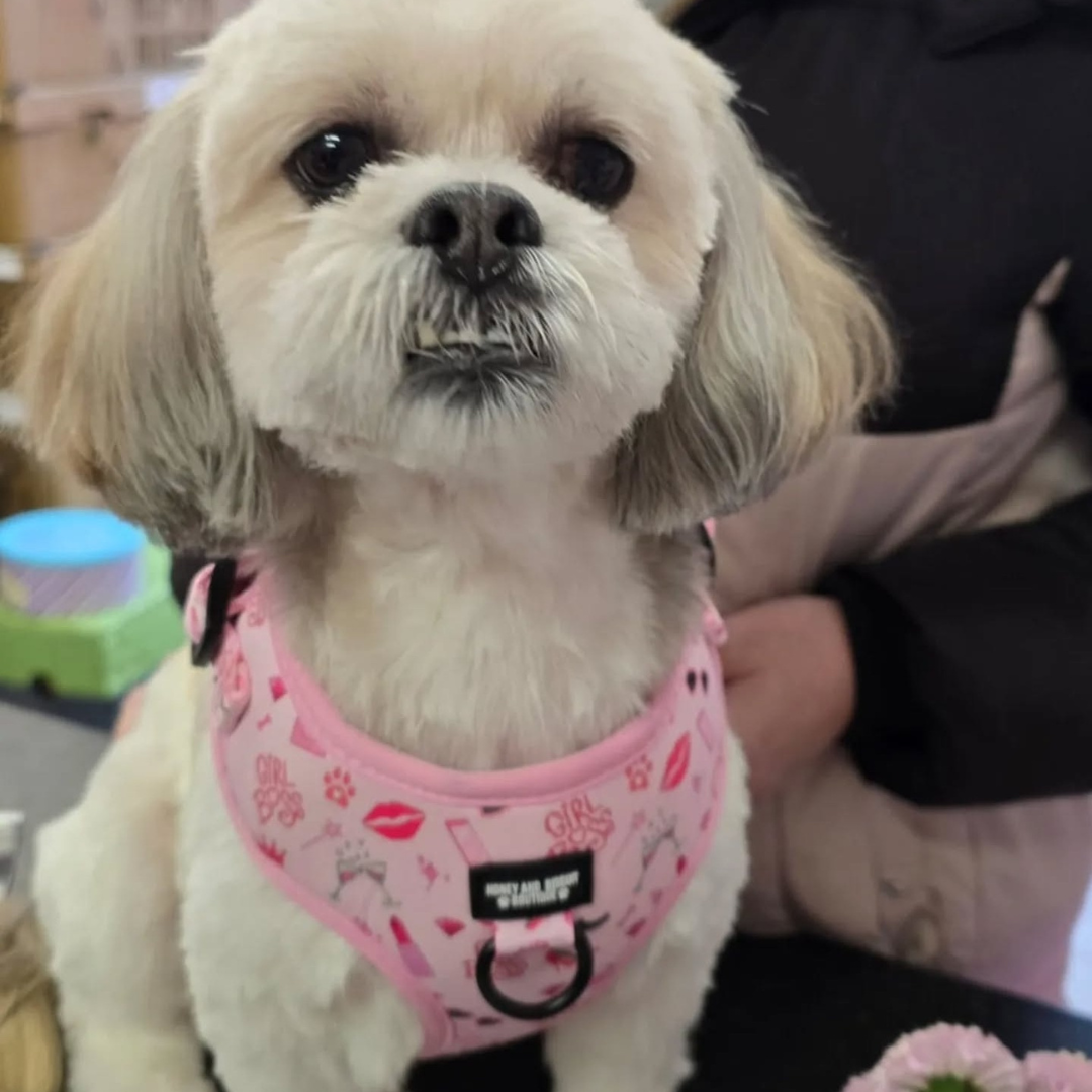Girl Boss – Adjustable Dog Harness for Small Dogs (No Pull)