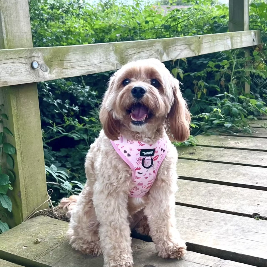 Girl Boss – Adjustable Dog Harness for Small Dogs (No Pull)