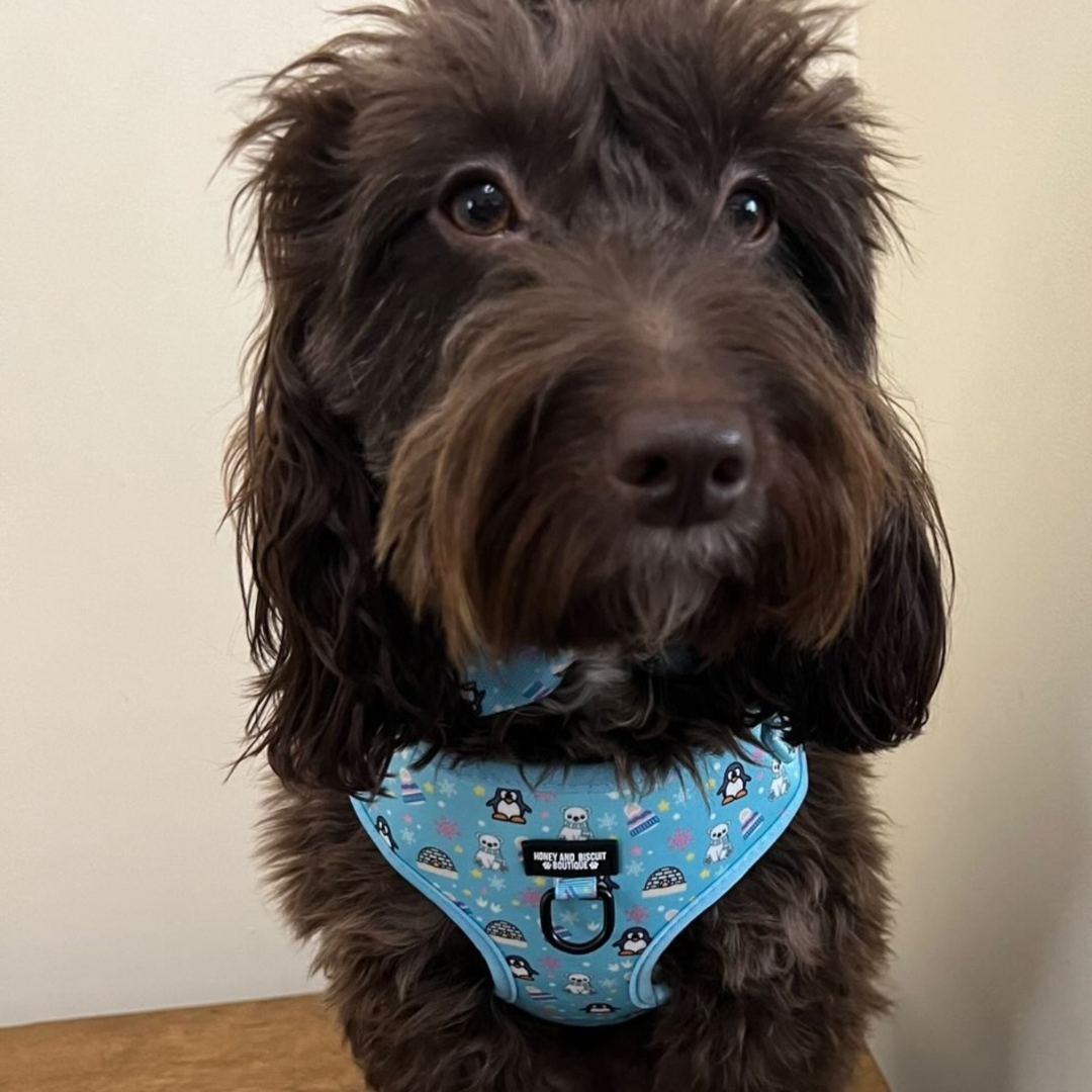 Dog Harness, Collar & Lead Bundle - Frosted Delight