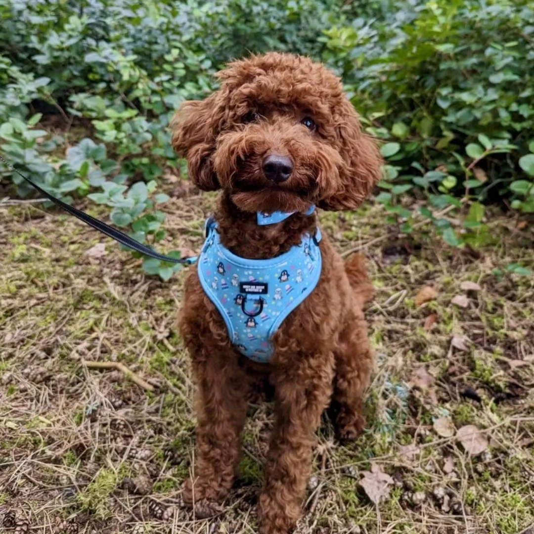 Dog Harness, Collar & Lead Bundle - Frosted Delight