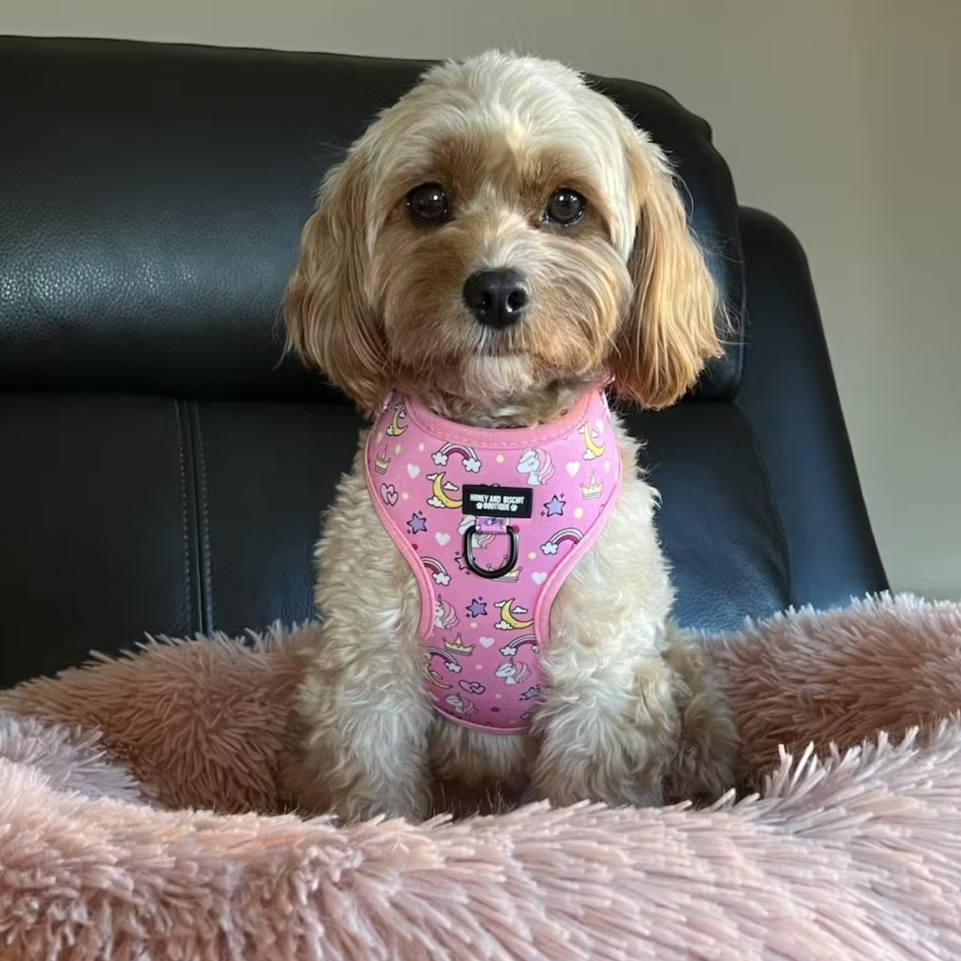 Adjustable Dog Harness Rainbow Dreams