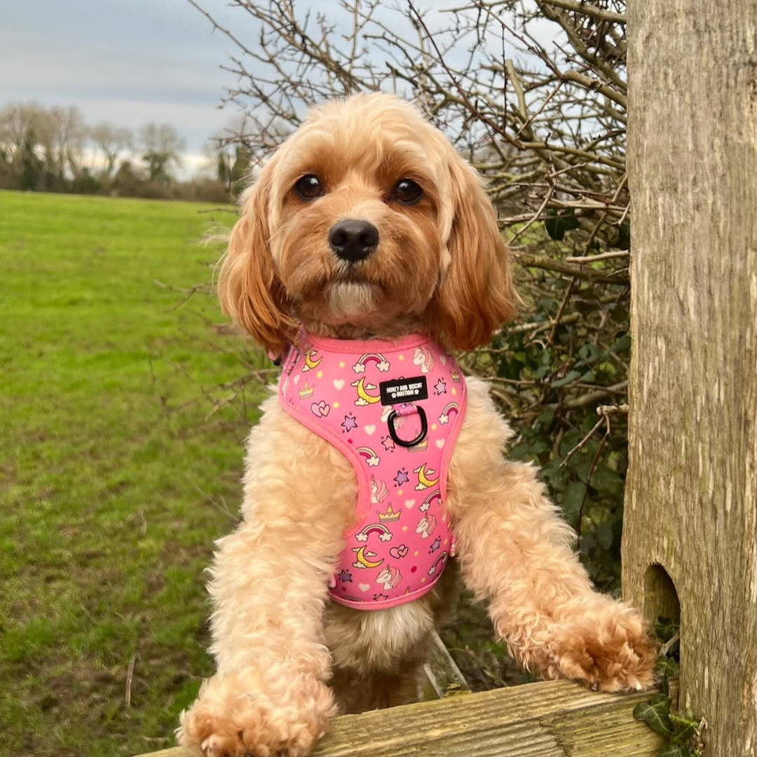 Dog Harness, Collar & Lead Bundle - Rainbow Dreams