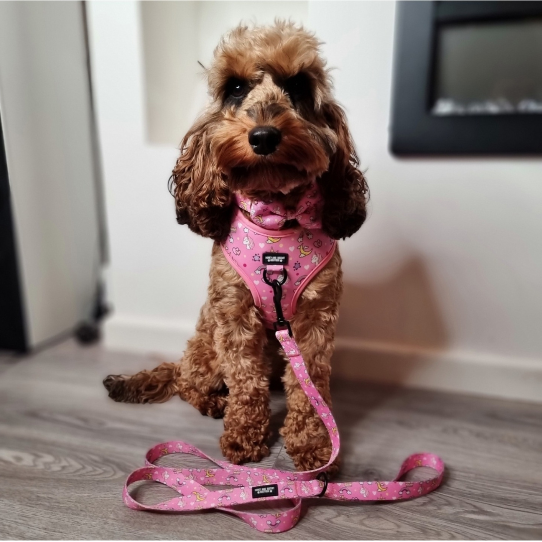 Dog Harness, Collar & Lead Bundle - Rainbow Dreams