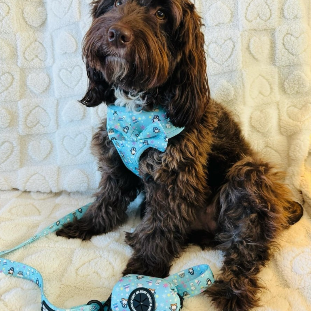 Dog Walkies Bundle - Frosted Delight