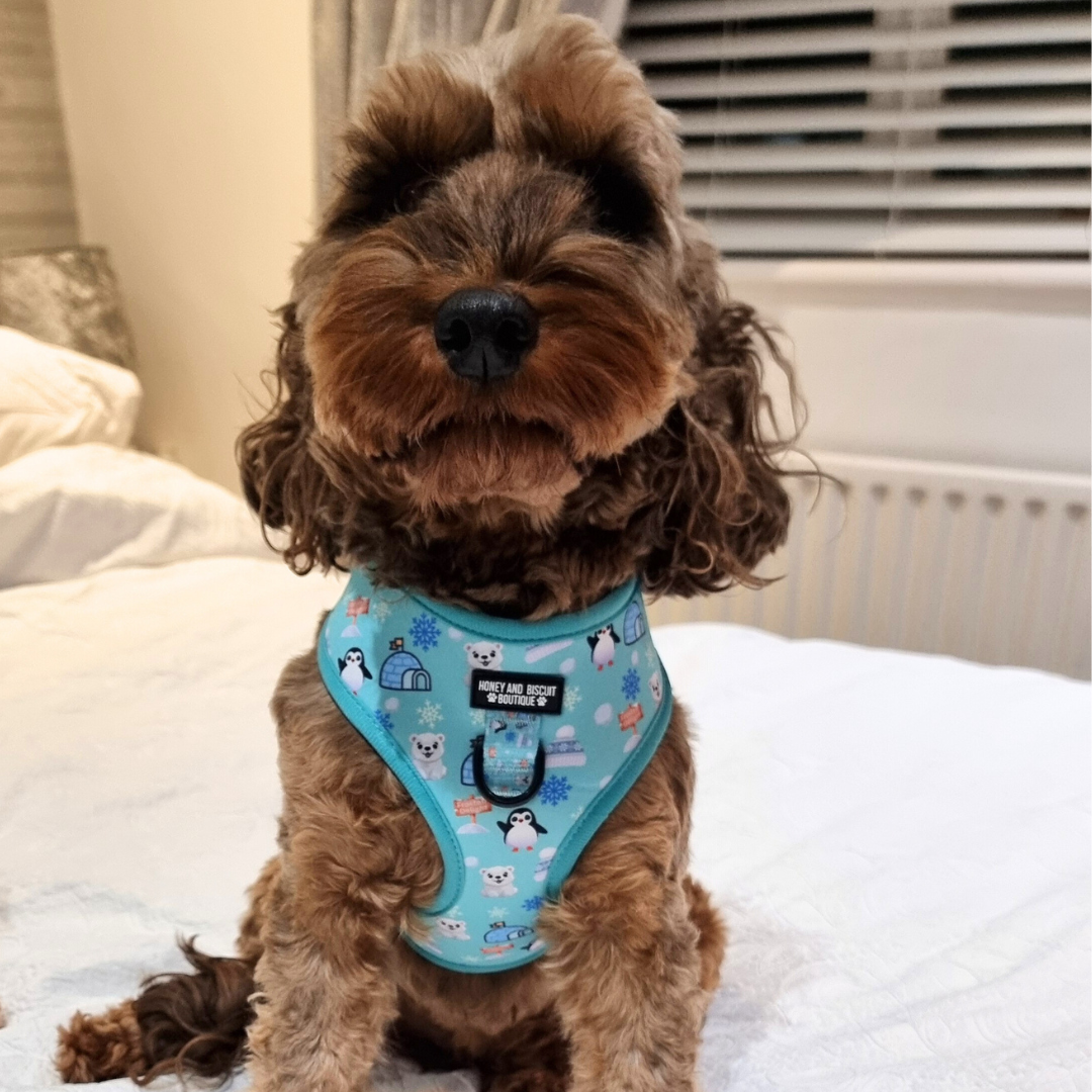 Adjustable Dog Harness Frosted Delight