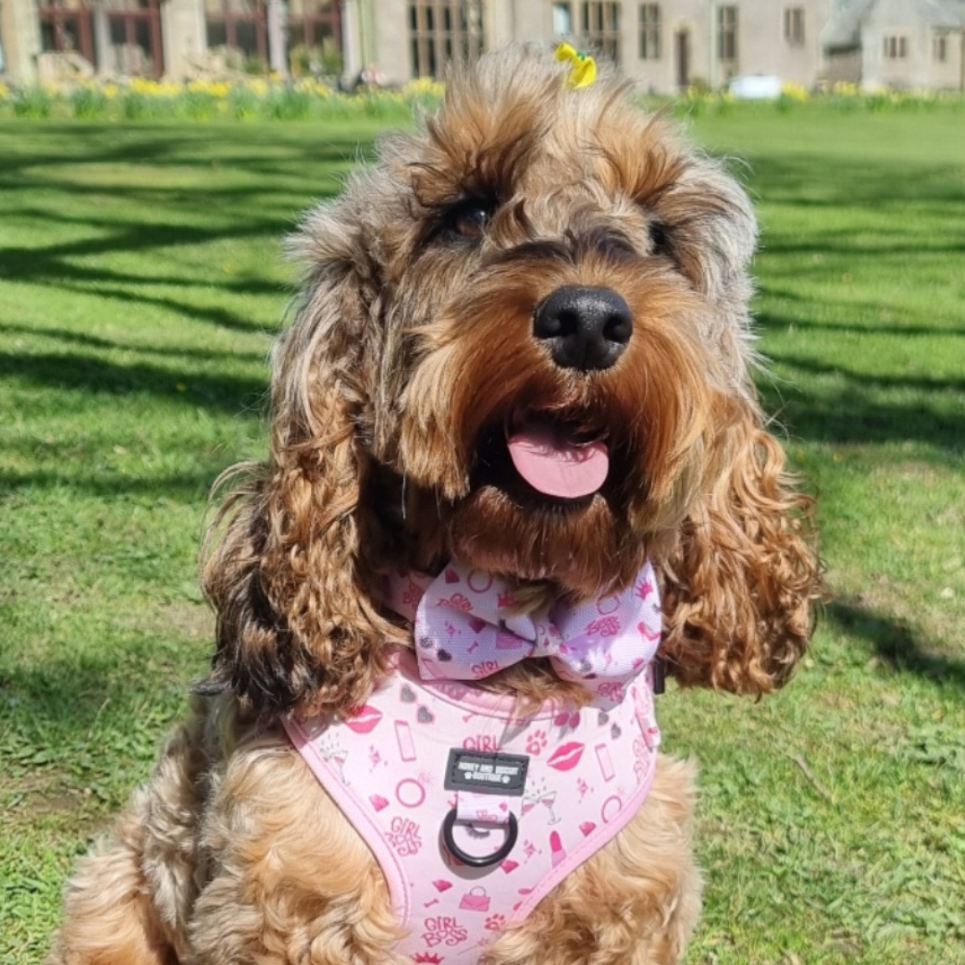 Dog Bow - Girl Boss
