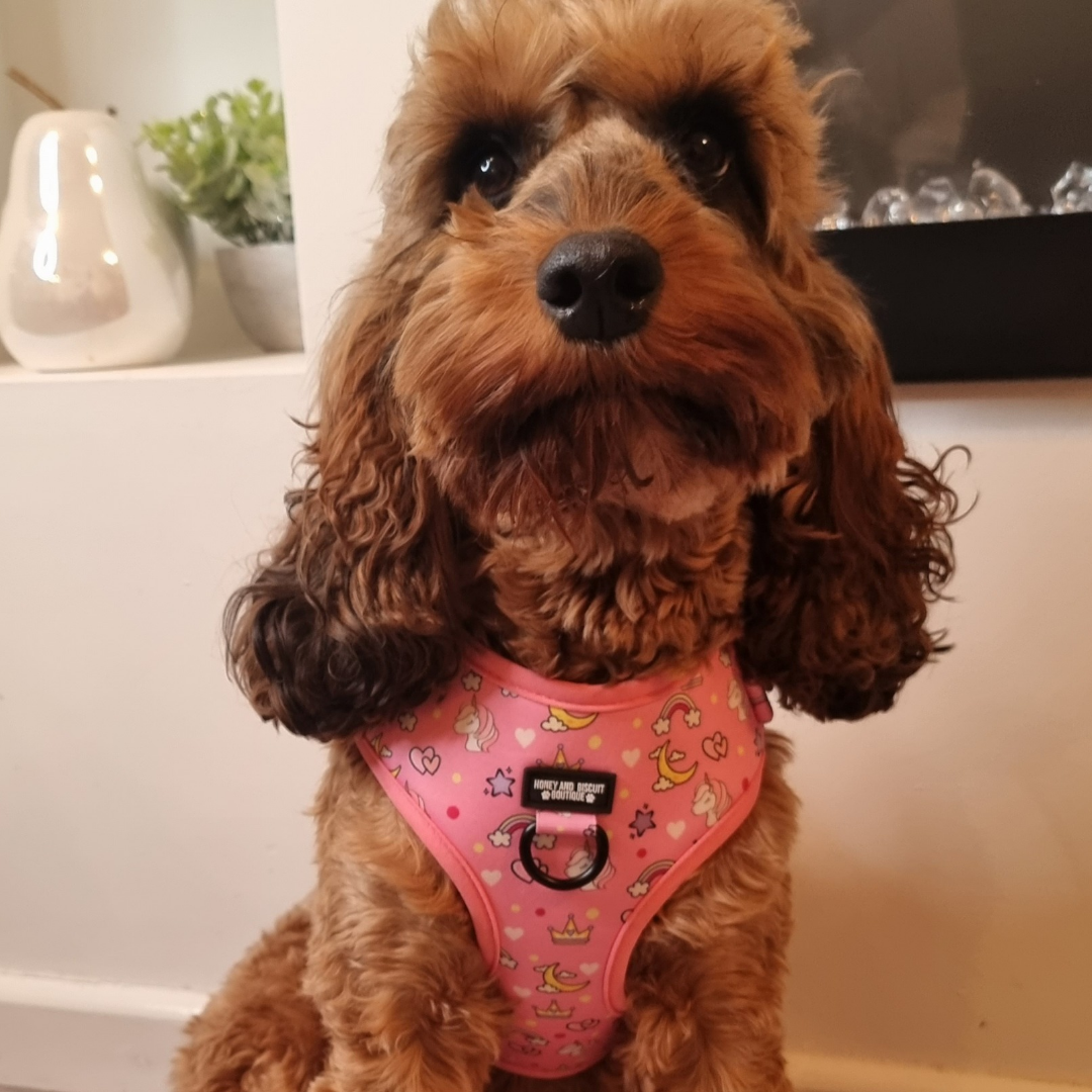 Adjustable Dog Harness Rainbow Dreams