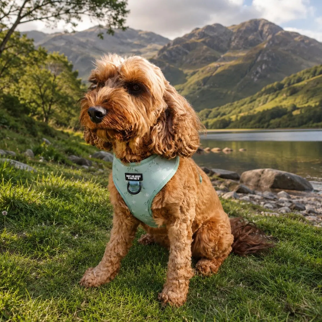 Free & Wild – Harness, Lead & Collar Bundle for Small Dogs (3 Piece Set)