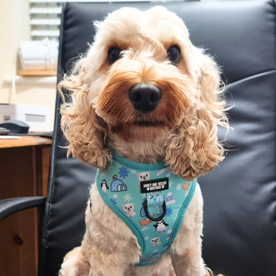 Adjustable Dog Harness Frosted Delight