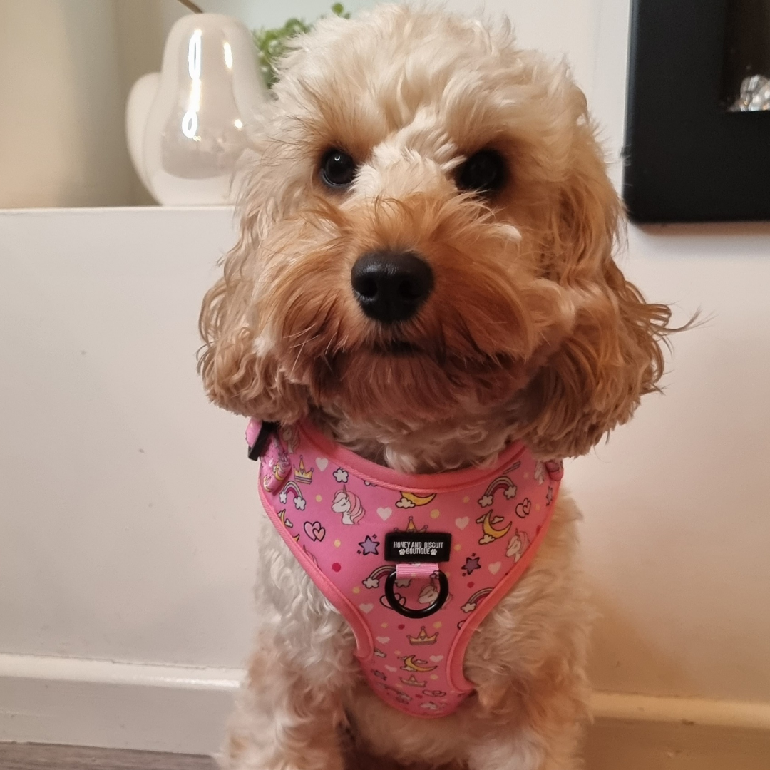 Adjustable Dog Harness Rainbow Dreams