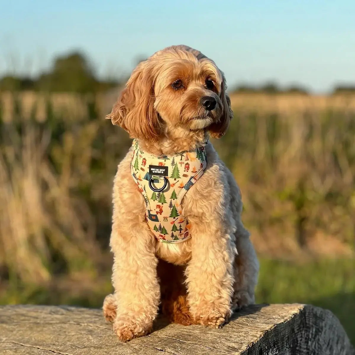 Pups In The Woods – Harness, Lead & Collar Bundle for Small Dogs (3 Piece Set)