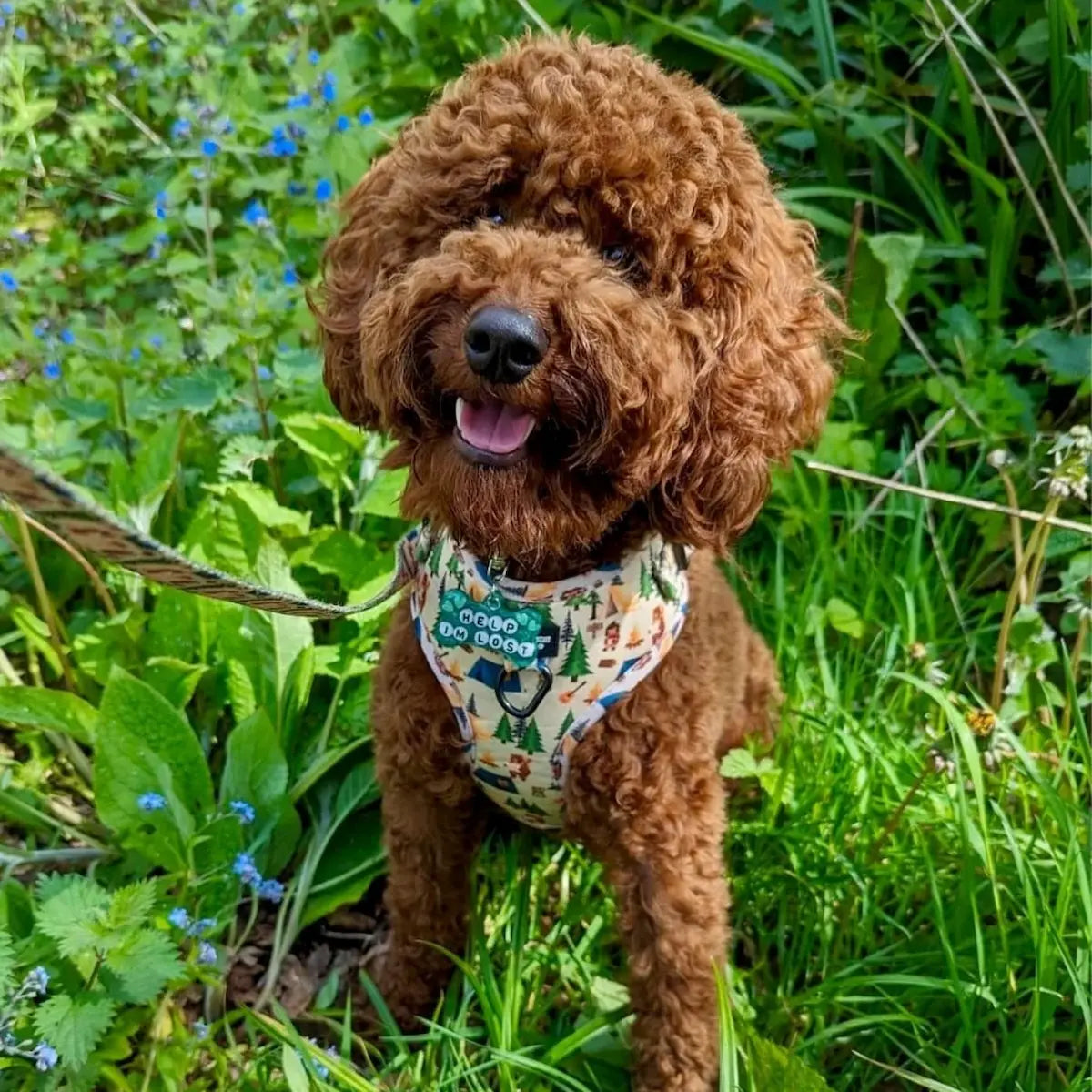Pups In The Woods – Harness, Lead & Collar Bundle for Small Dogs (3 Piece Set)