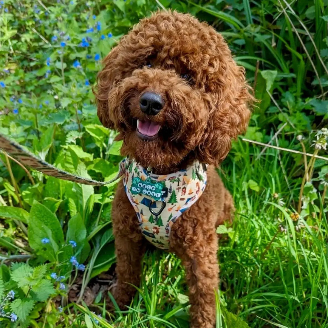 Pups In The Woods – Harness, Lead & Collar Bundle for Small Dogs (3 Piece Set)