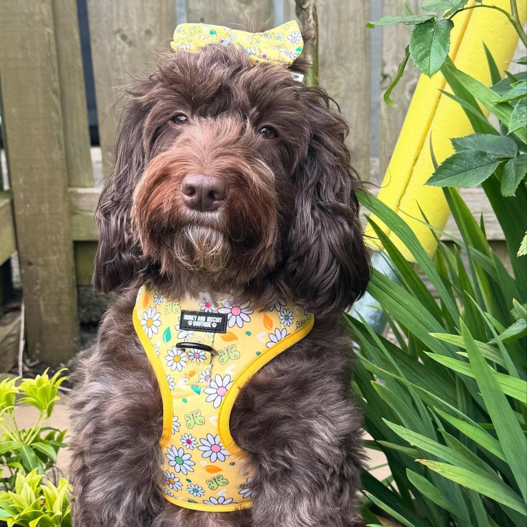 Adjustable Dog Harness Pups a Daisy Yellow