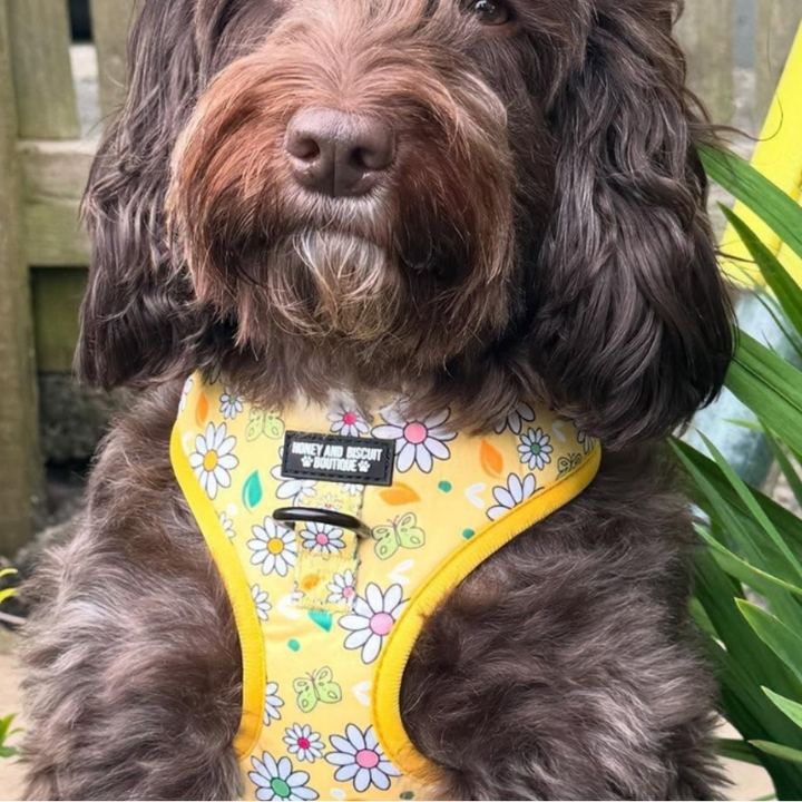 Pups A Daisy Yellow– Adjustable Floral Dog Harness for Small Dogs (No Pull)
