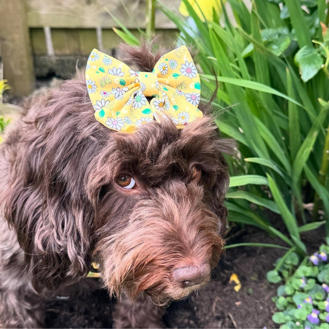 Pups a Daisy Yellow Sailor Bow