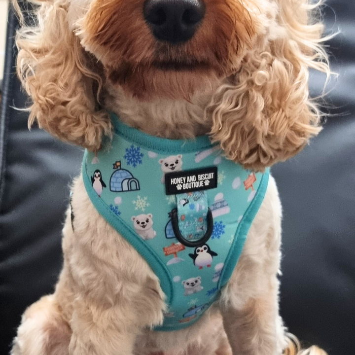 Frosted Delight – Adjustable Dog Harness for Small Dogs (No Pull)