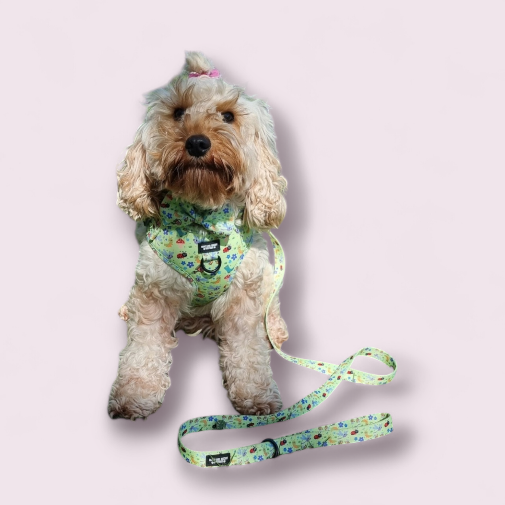 Dog Harness, Collar & Lead Bundle - Bugalicious Garden