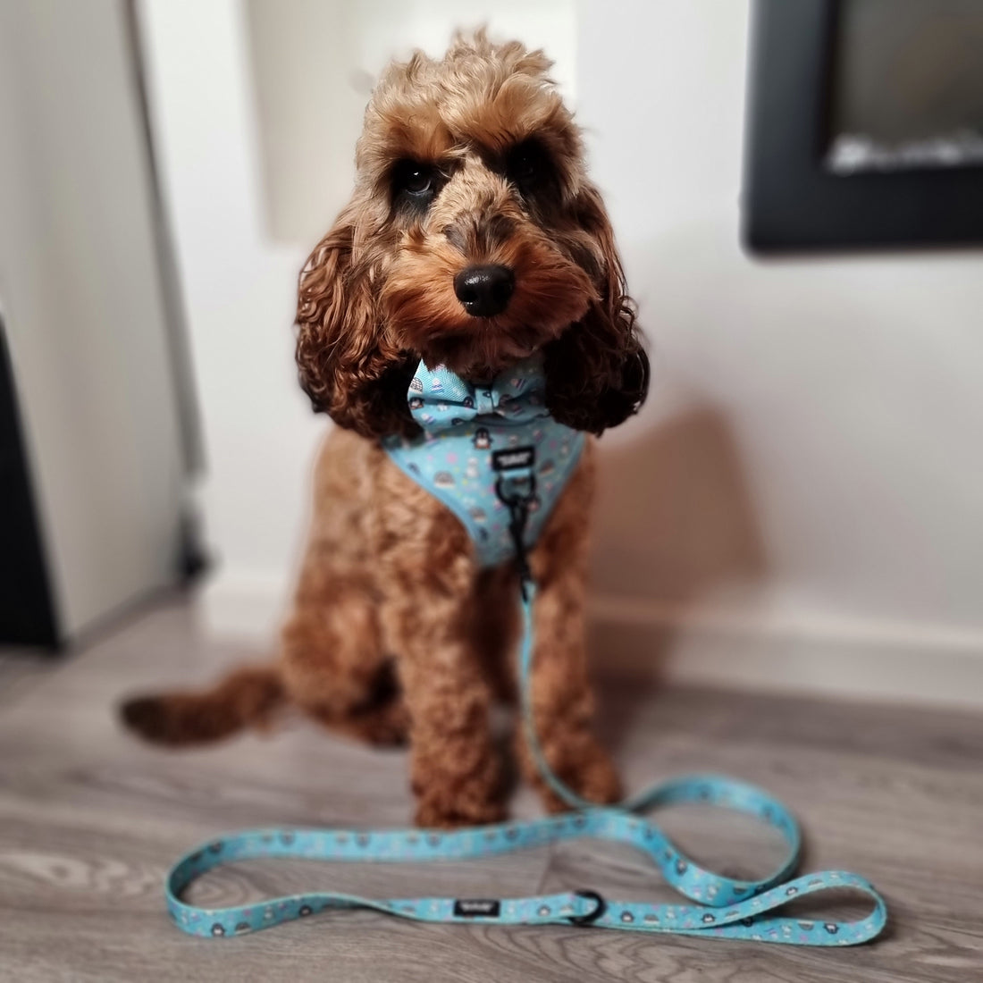 Dog Walkies Bundle - Frosted Delight