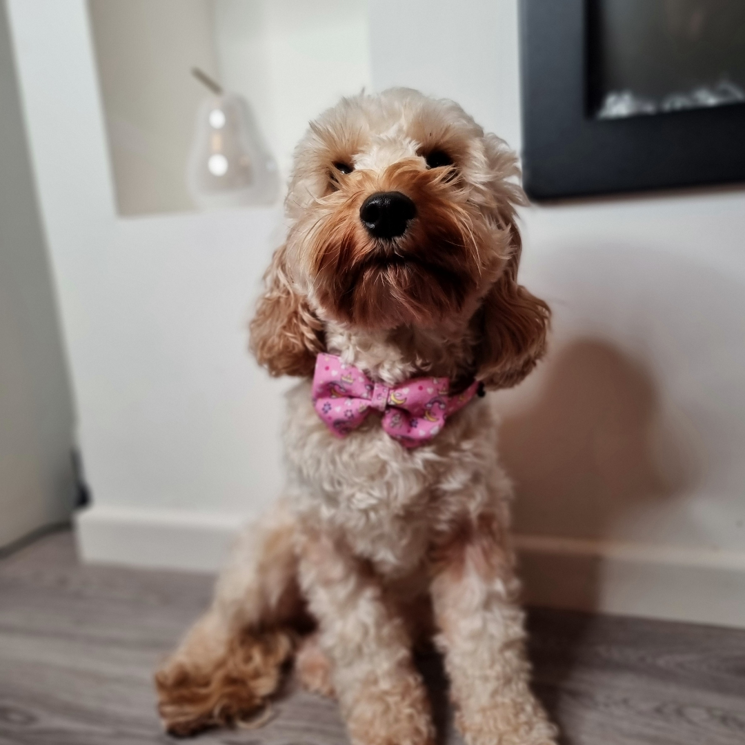 Dog Bow - Rainbow Dreams