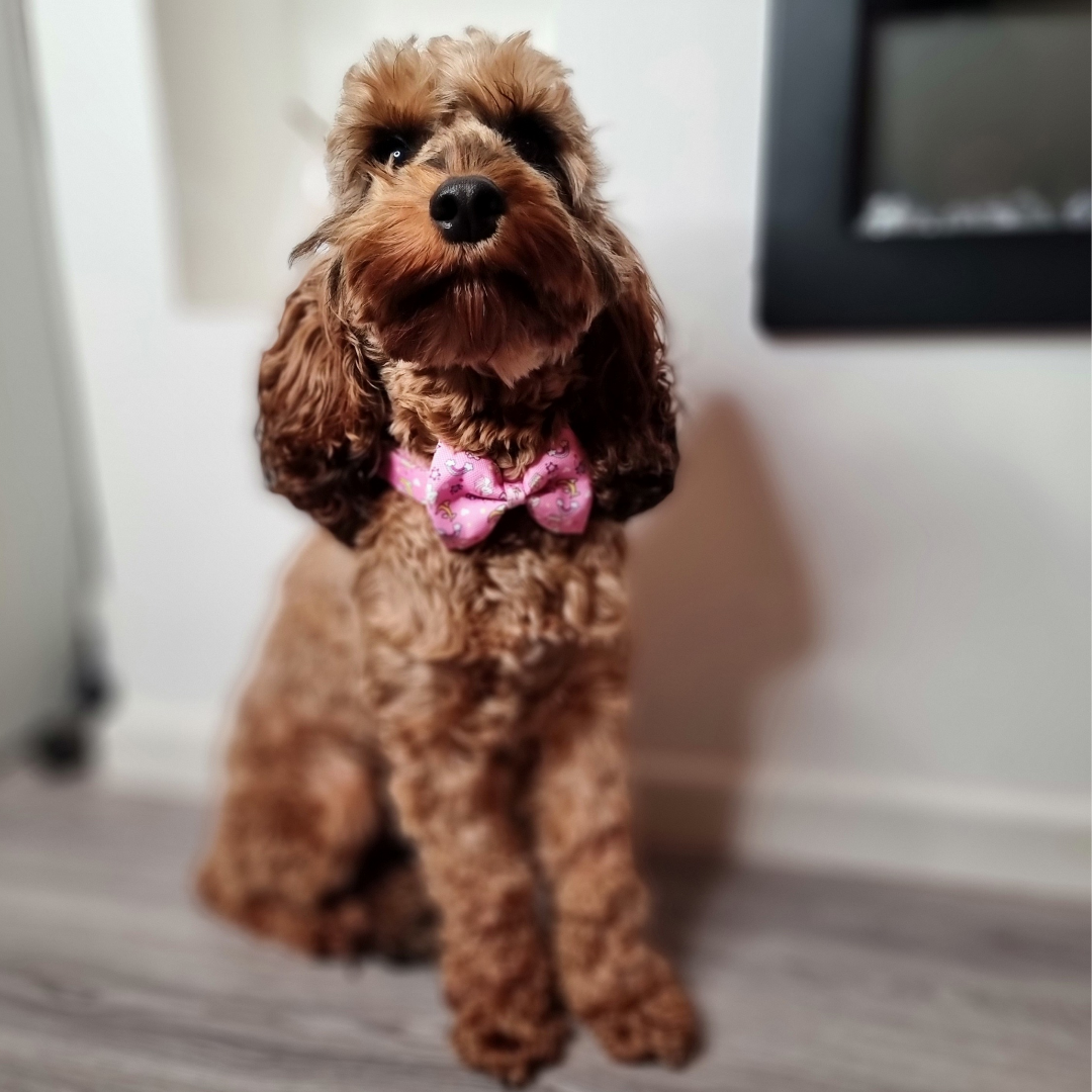 Dog Bow - Rainbow Dreams