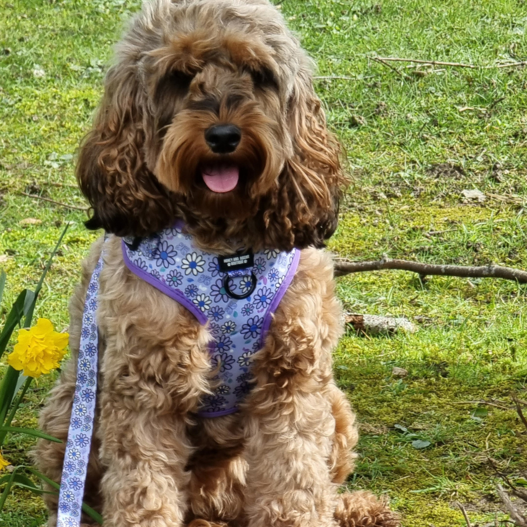 Pups A Daisy Lilac – Harness, Lead & Collar Bundle (3 Piece Set)