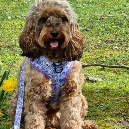 Pups A Daisy Lilac – Harness, Lead & Collar Bundle (3 Piece Set)