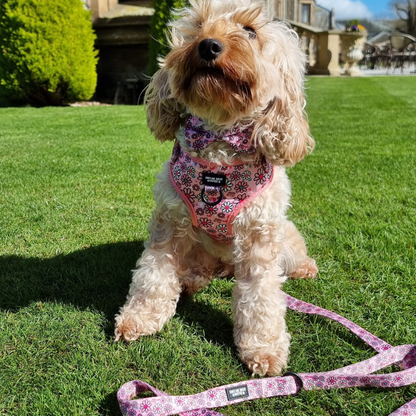 Pups A Daisy Pink – Harness, Lead & Collar Bundle for Small Dogs (3 Piece Set)