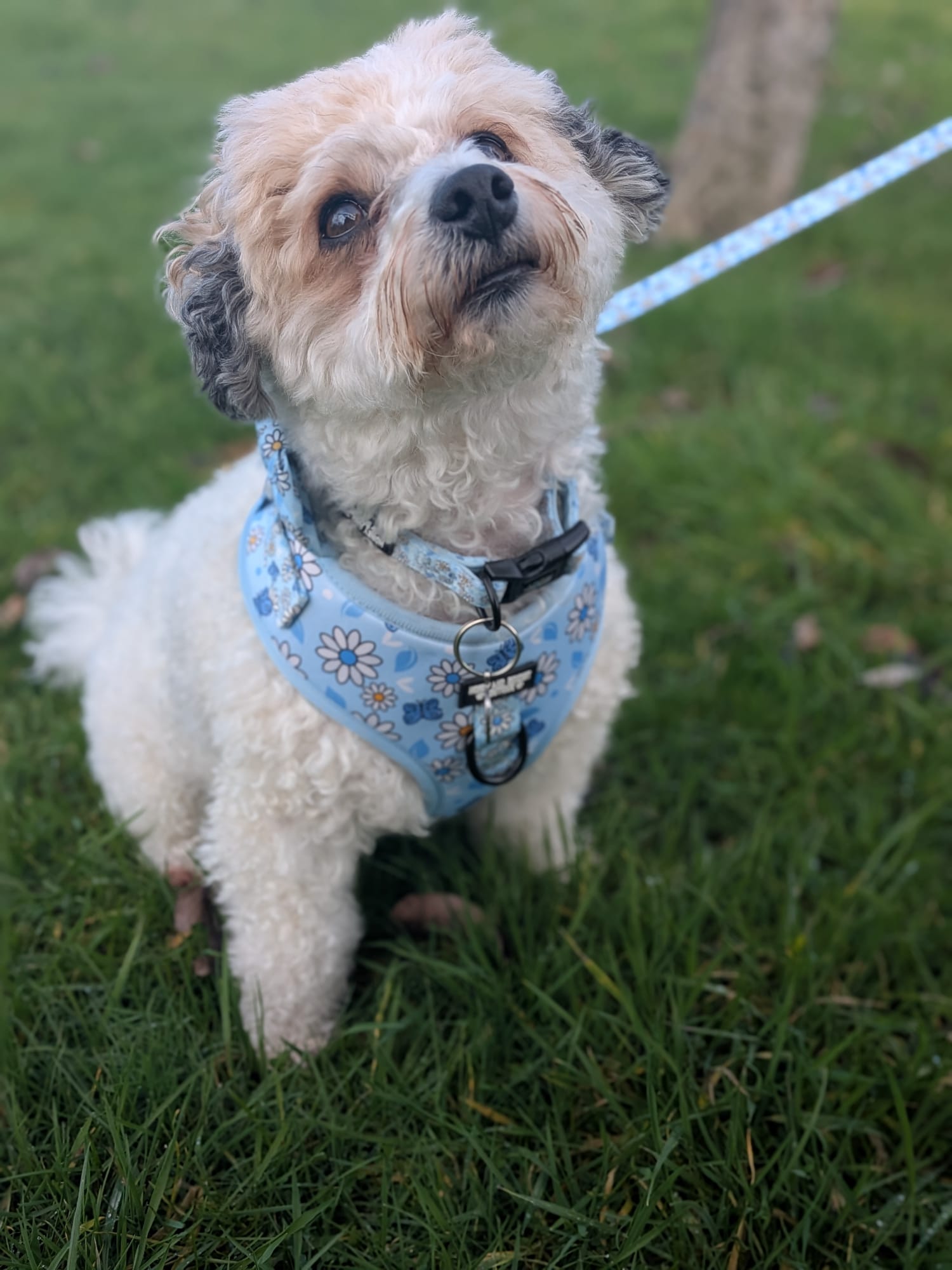 Pups A Daisy Blue – Adjustable Floral Dog Harness for Small Dogs (No Pull)