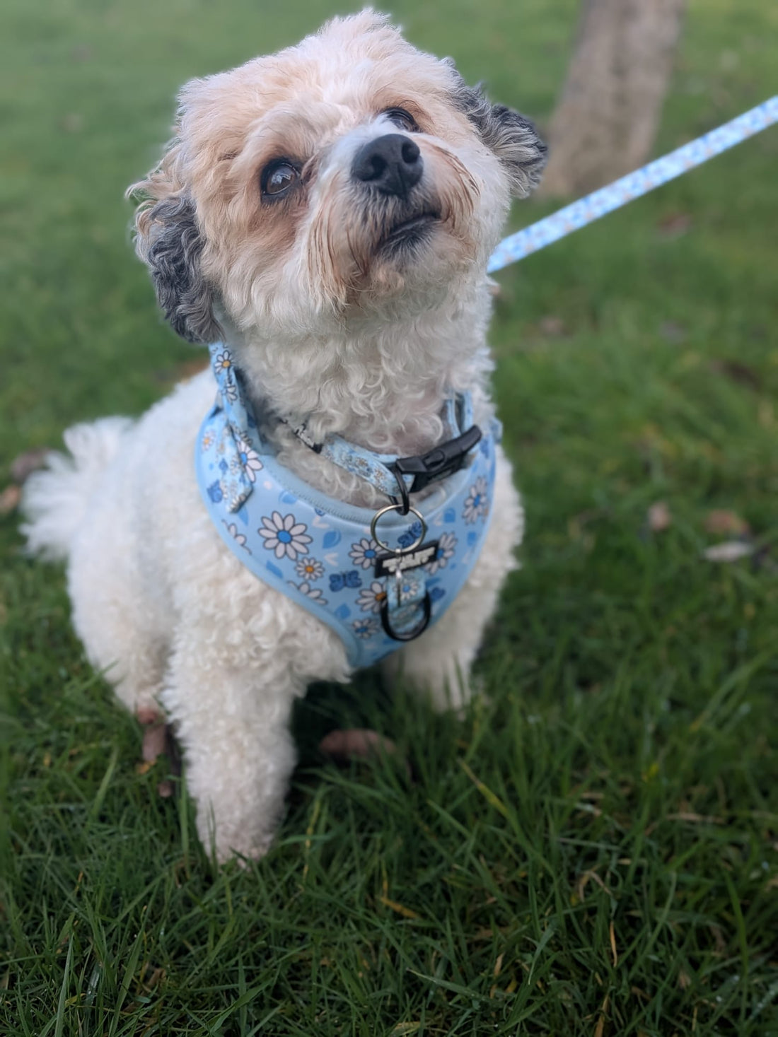 Pups A Daisy Blue – Adjustable Floral Dog Harness for Small Dogs (No Pull)