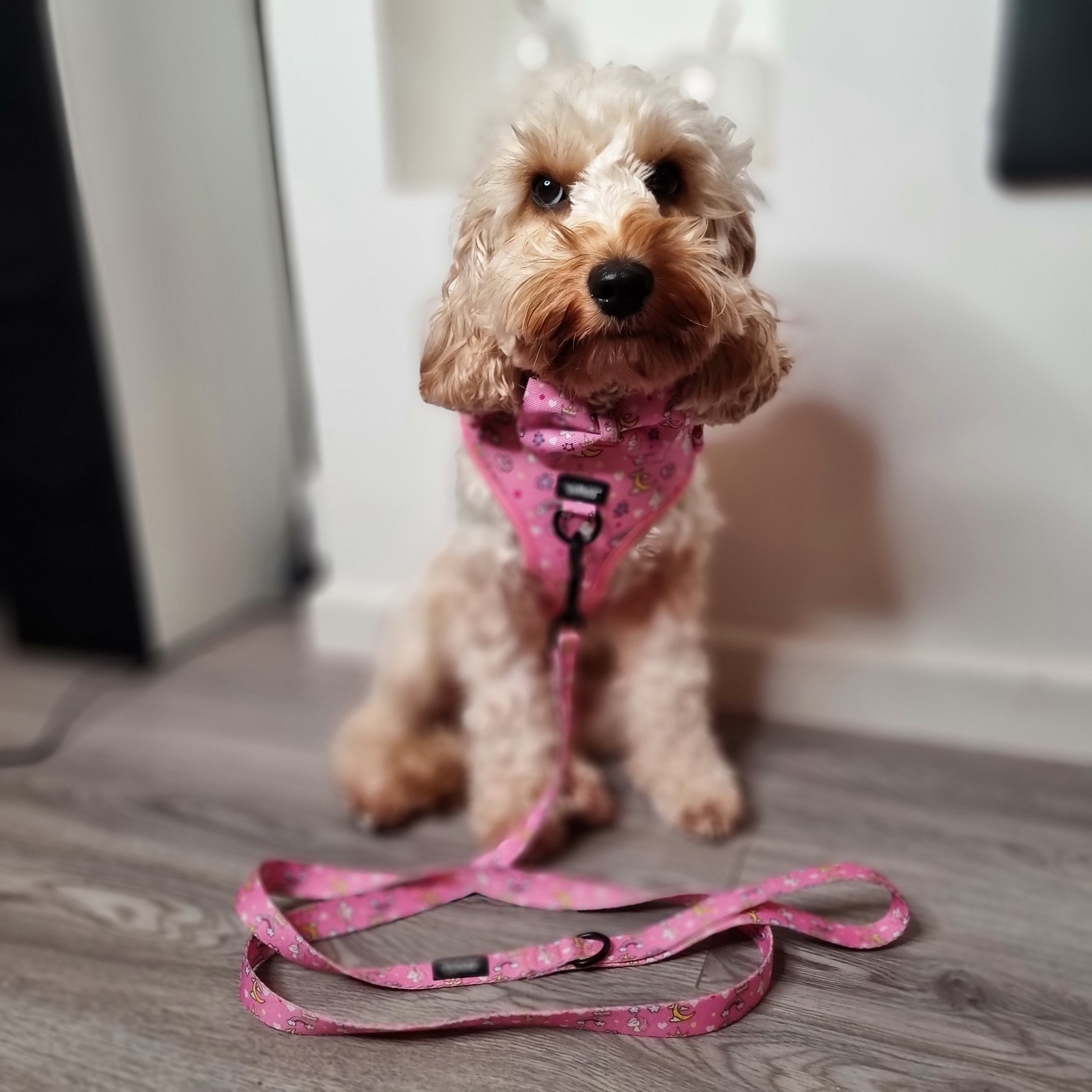 Dog Walkies Bundle - Rainbow Dreams