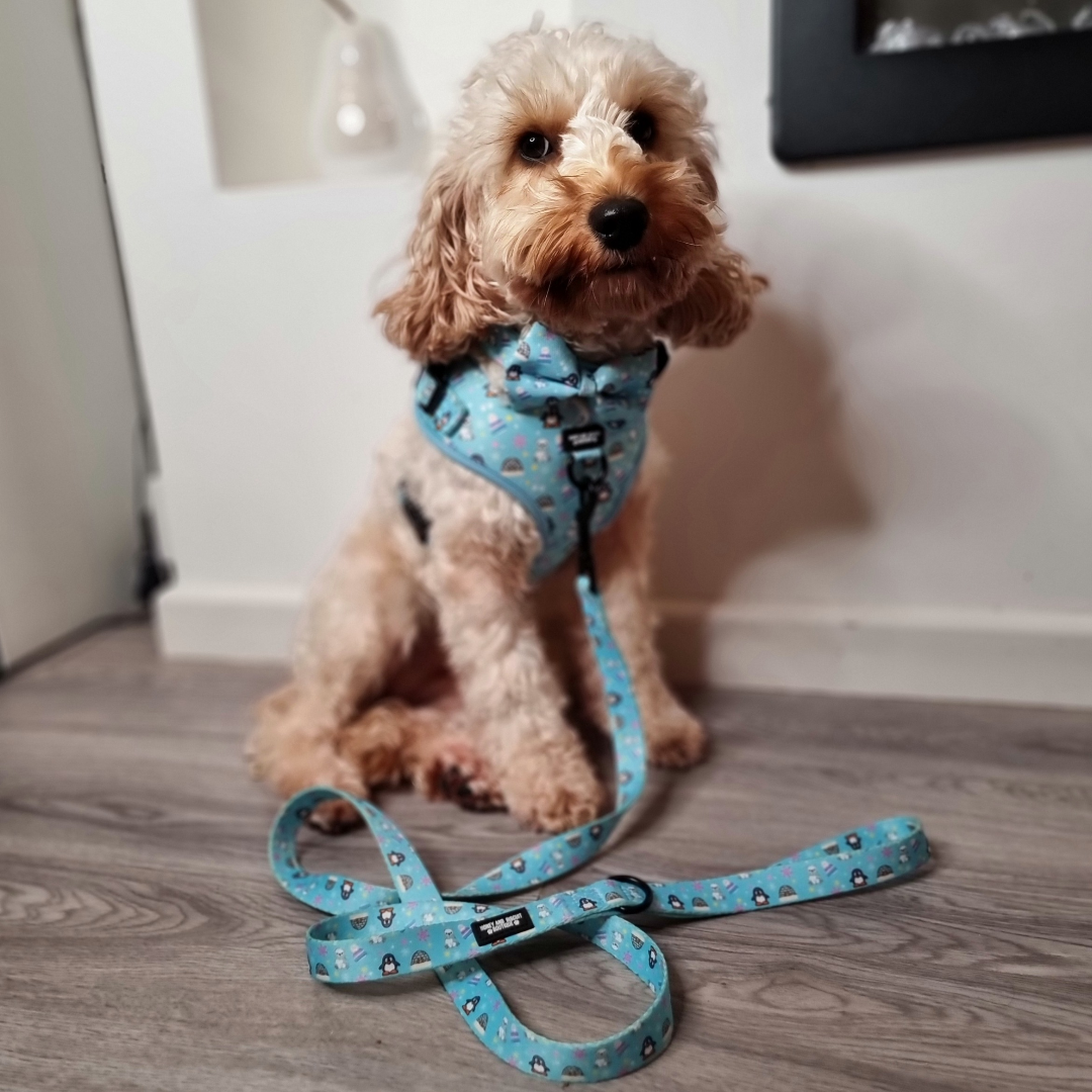 Dog Walkies Bundle - Frosted Delight